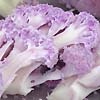 Cauliflower Sicily Purple 